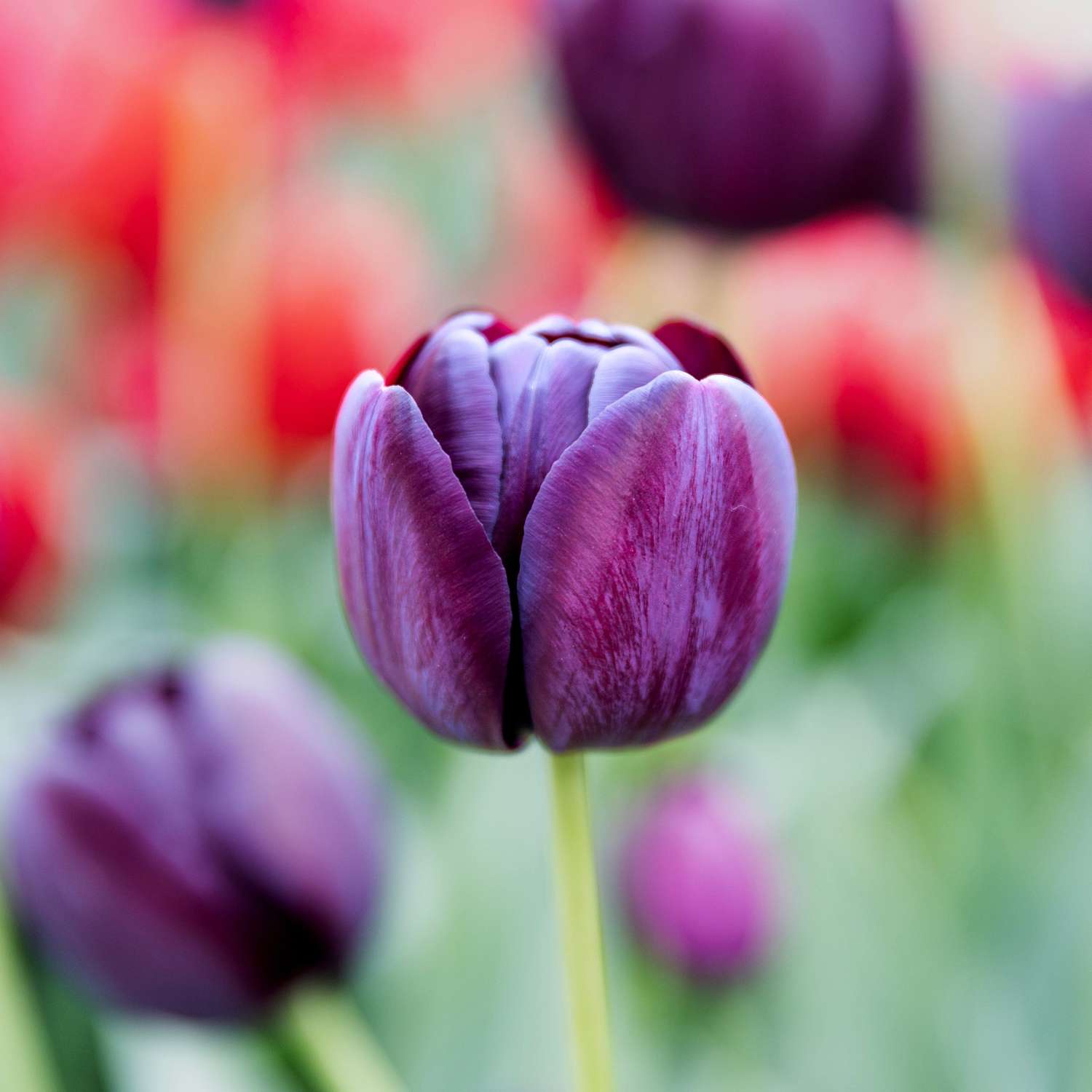 Tulipe 'Queen of Night'